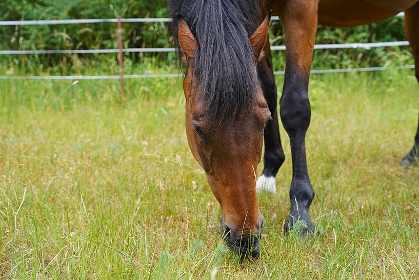 Trakehner Feldmeyer au pâturage par Babetts Bildergalerie