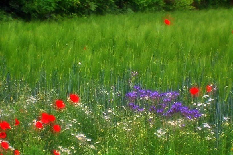 Mohn 11 von Edgar Schermaul