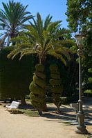 Ein Treffen der Bäume