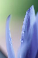 Wassertropfen auf dem Blatt einer Seerose