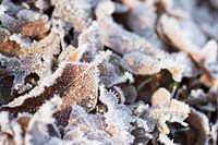 Winterszenen gefrorene Blätter