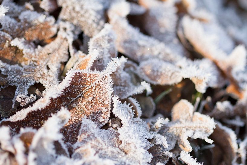 Winterszenen gefrorene Blätter von Romy Smink