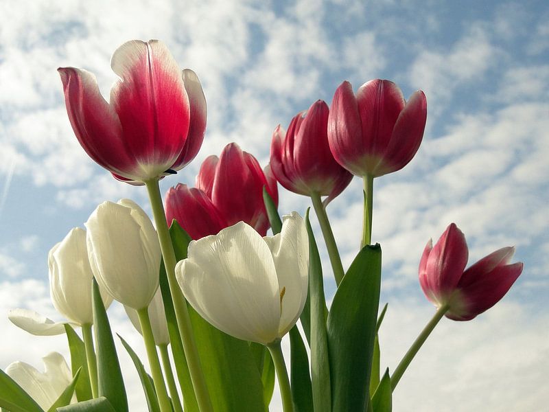 Tulpen Hemel von Renate Knapp