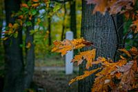 Herbstfarben des Schwarzwassers