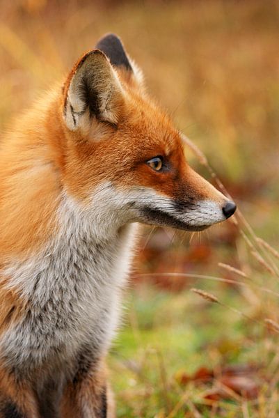 Vos portret par Margreet Frowijn