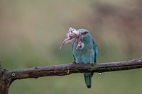 Blackbird in Hungary