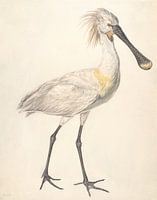 Spoonlaar, Stephanus Hendrik Willem van Trigt