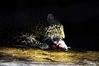 leopard with snack