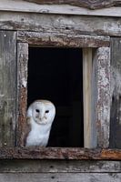 Western Barn Owl (Tyto alba)