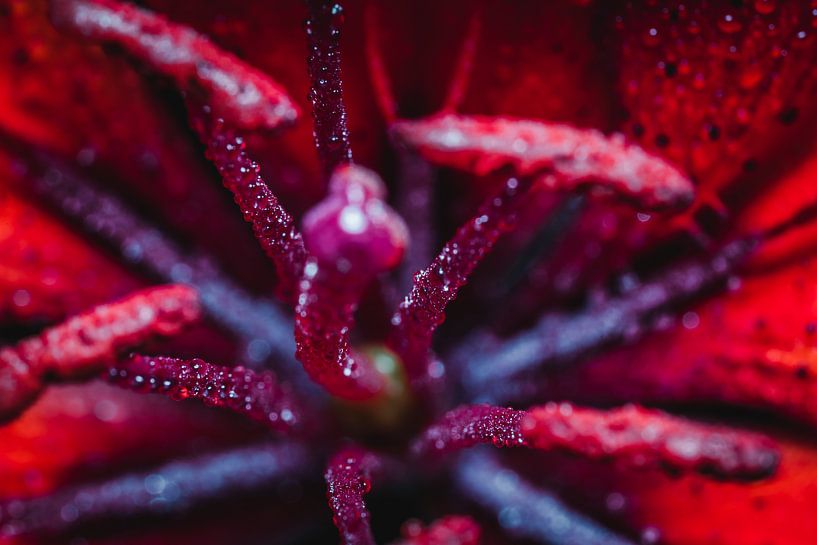 Purple flower by Nathan Okkerse