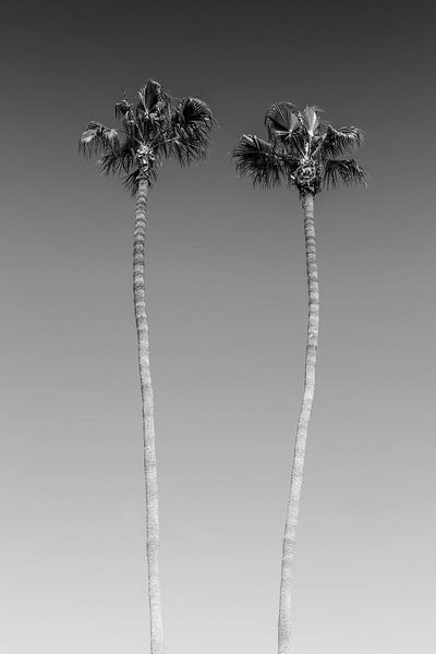 Palm idylle Monochrome par Melanie Viola