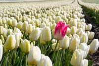 Rode tulp alleen in wit tulpenveld