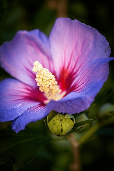 Colors of Summer by David Krause