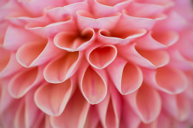 Pink flower art (close up of the petals of a Dahlia) by Birgitte Bergman