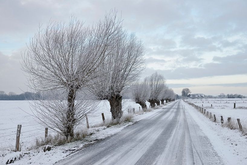 Kopfweiden, Kopfbäume stehen entlang einer verschneiten Straße, Bislicher Insel, Niederrhein par wunderbare Erde