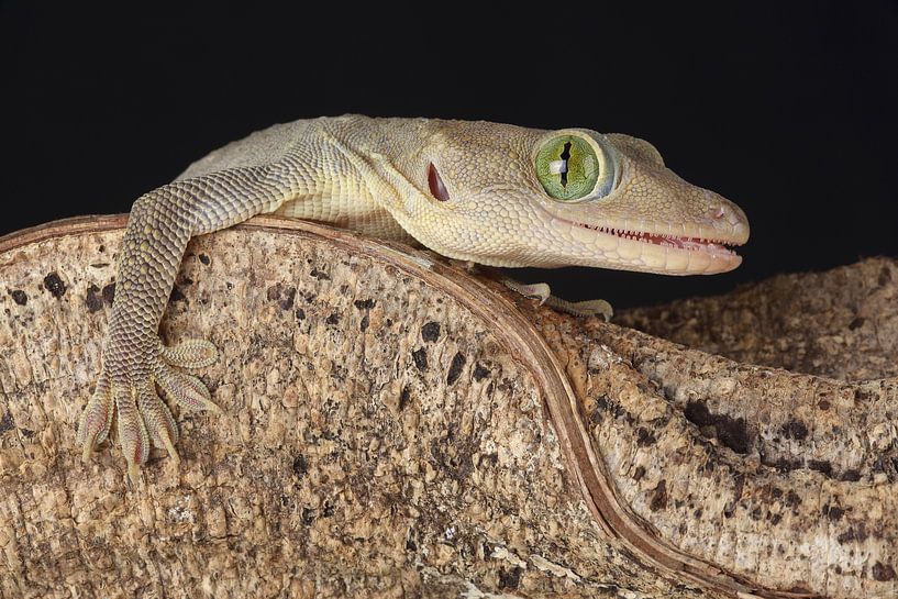 Smith&#039;s Grünaugender Gecko (Gekko smithii) von Ronald Pol
