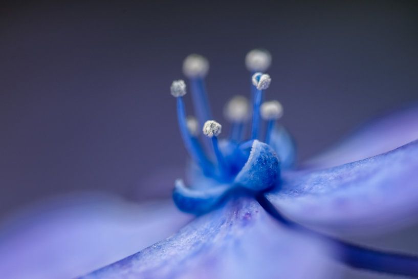 Paarse bloem von Kim de Been