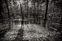 Flooded forest
