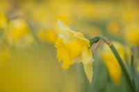 Narzisse in einem Blumenbeet