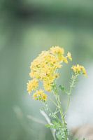 Spring flowers in nature in the Netherlands