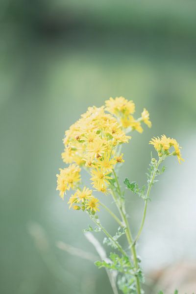 Spring flowers in nature in the Netherlands by Nicole Geerinck