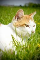 Eine Katze auf der Wiese