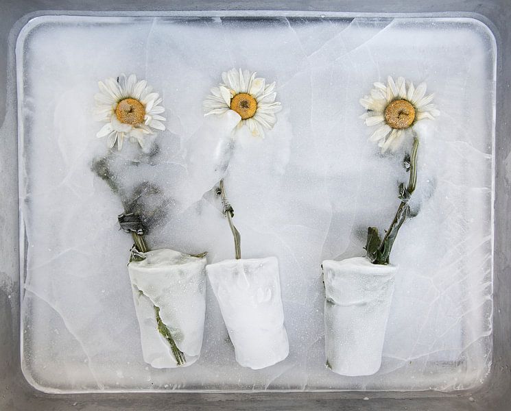 Bevroren Zomer X von Guido Van den Troost