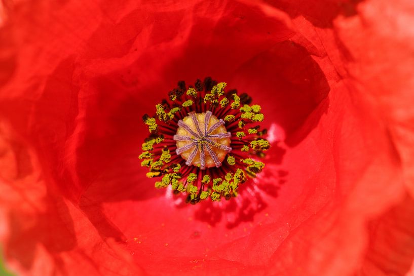 Mohnblüte by Rolf Pötsch