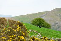 Tree formed by nature