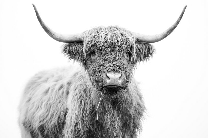 Highlander écossais par Karel Ton