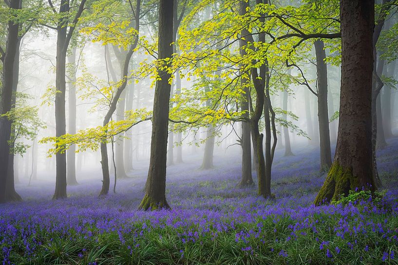 Neblige Verzauberung im Bluebell Forest von Pieter Struiksma