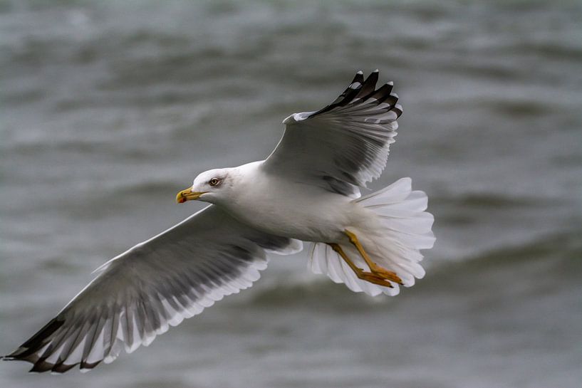 geelpootmeeuw par Harry Siegers