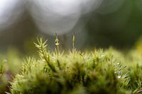 Nationaal park na regenval