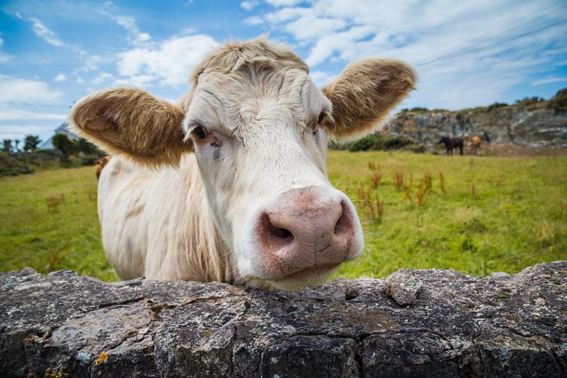 A white cow in Wales by Hilda Weges