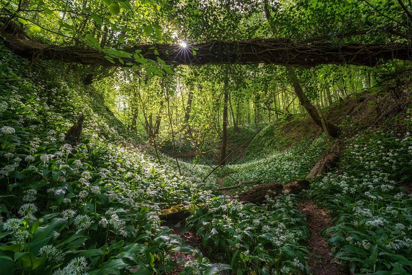 La jungle par Martin Podt