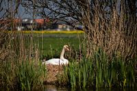 Moeder zwaan op 't nest
