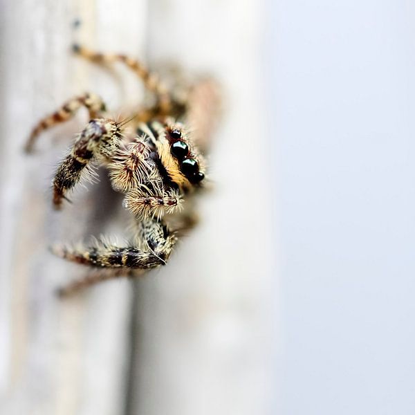 In His Vision par Cho Tang