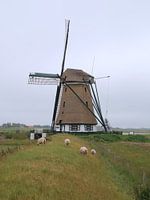 Windmühle Het Noorden, Texel