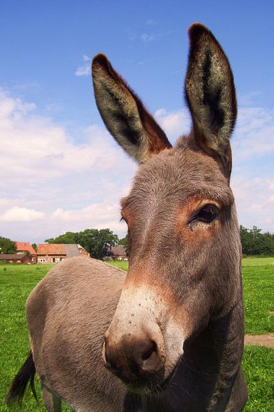 Esel by Ramon Labusch