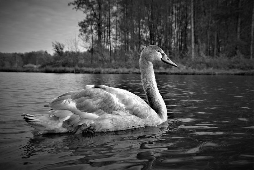 Zwaan van Joel Houbrigts