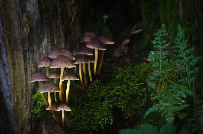 Mushrooms at dusk by Mark Bolijn