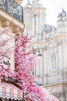 Pink flower canopy on spring day in Paris