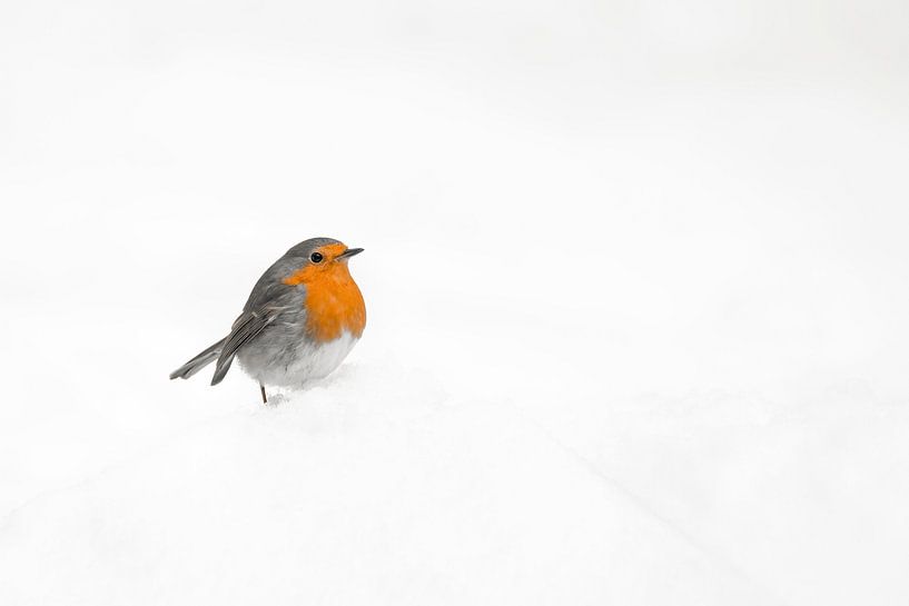 Robin in the snow. by Albert Beukhof