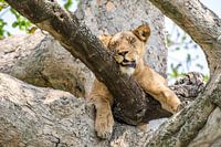 Restful lioness / African landscape / Nature photography / Uganda