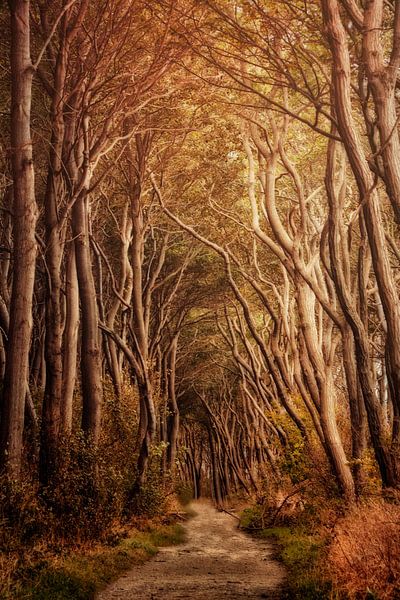 Fairytale Forest II by Claudia Moeckel