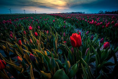 Avondrood in het Tulpen veld