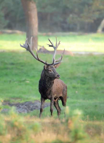 Rotwild auf der Hoge Veluwe von JMV nature photography