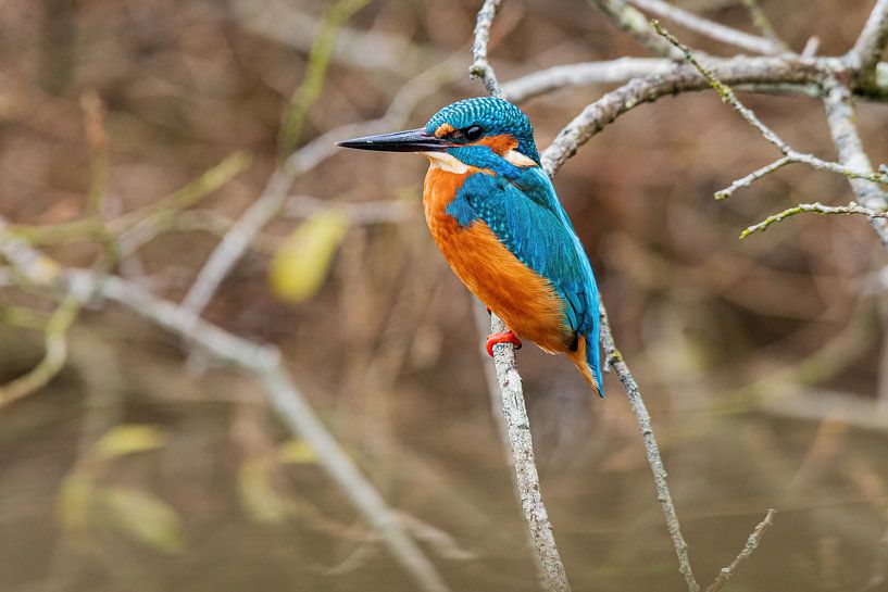 Martin-pêcheur dans le désherbage de Weerribben par Merijn Loch
