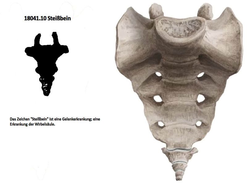 Coccyx 18041.10 by Vladimir Zykunov