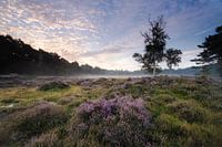 Sonnenaufgang über dem Heidefeld Heidestein Utrechtse Heuvelrug.